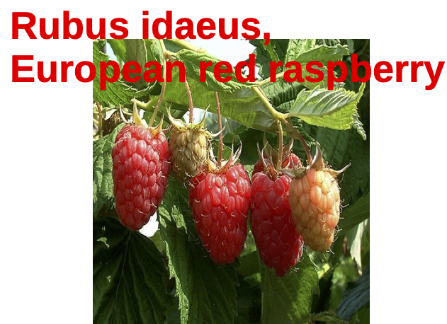 During the neolithic era the wild raspberry would have been understood ...