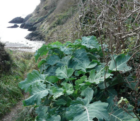 The domestication of wild cabbage, brassica oleracea, is a fascinating ...